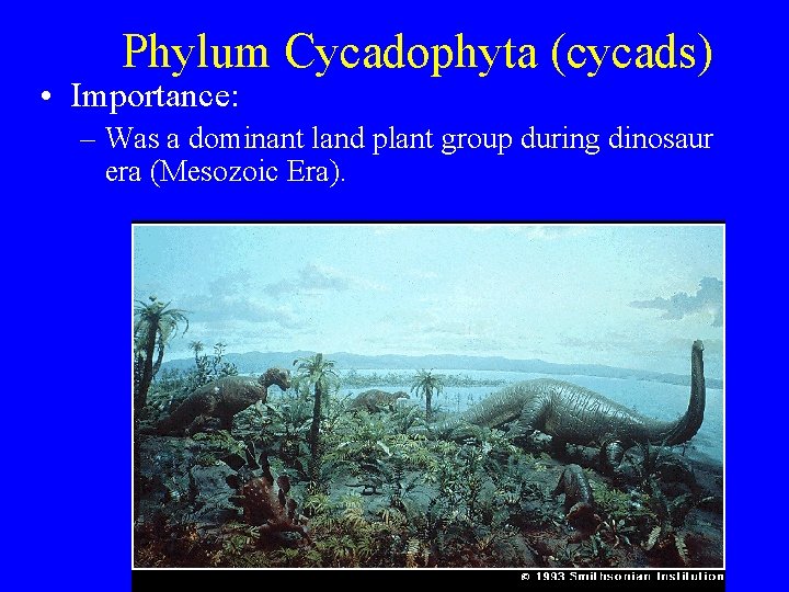Phylum Cycadophyta (cycads) • Importance: – Was a dominant land plant group during dinosaur