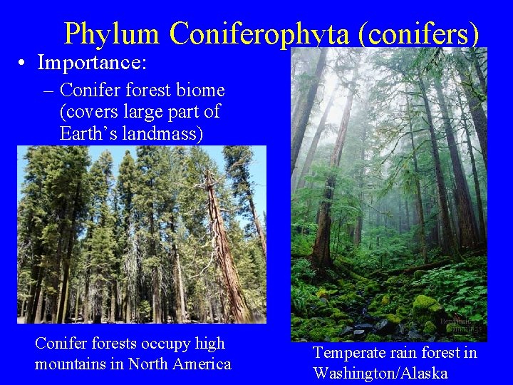 Phylum Coniferophyta (conifers) • Importance: – Conifer forest biome (covers large part of Earth’s