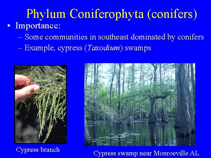 Phylum Coniferophyta (conifers) • Importance: – Some communities in southeast dominated by conifers –