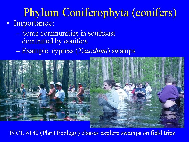 Phylum Coniferophyta (conifers) • Importance: – Some communities in southeast dominated by conifers –