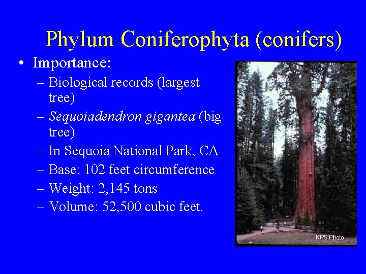 Phylum Coniferophyta (conifers) • Importance: – Biological records (largest tree) – Sequoiadendron gigantea (big