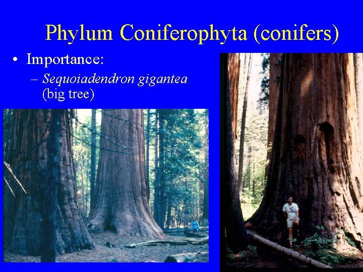 Phylum Coniferophyta (conifers) • Importance: – Sequoiadendron gigantea (big tree) 