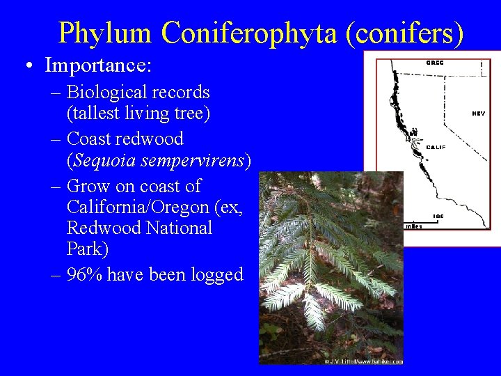 Phylum Coniferophyta (conifers) • Importance: – Biological records (tallest living tree) – Coast redwood