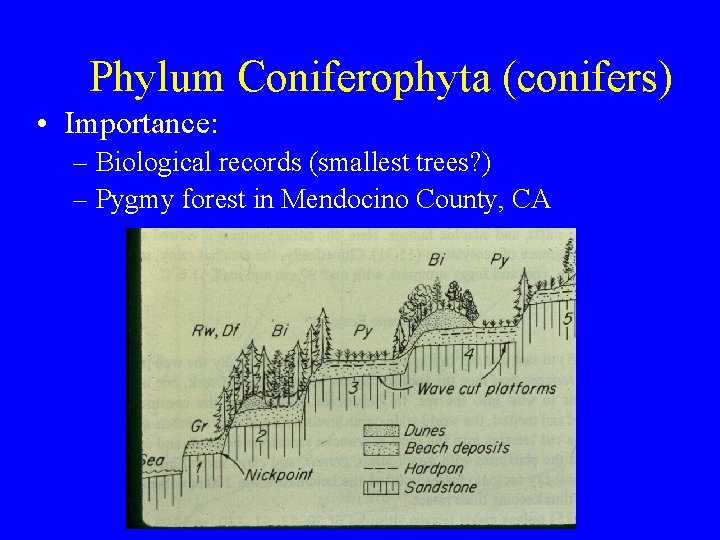 Phylum Coniferophyta (conifers) • Importance: – Biological records (smallest trees? ) – Pygmy forest