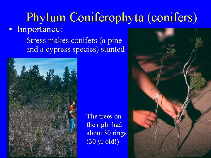 Phylum Coniferophyta (conifers) • Importance: – Stress makes conifers (a pine and a cypress
