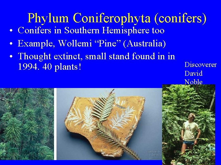 Phylum Coniferophyta (conifers) • Conifers in Southern Hemisphere too • Example, Wollemi “Pine” (Australia)