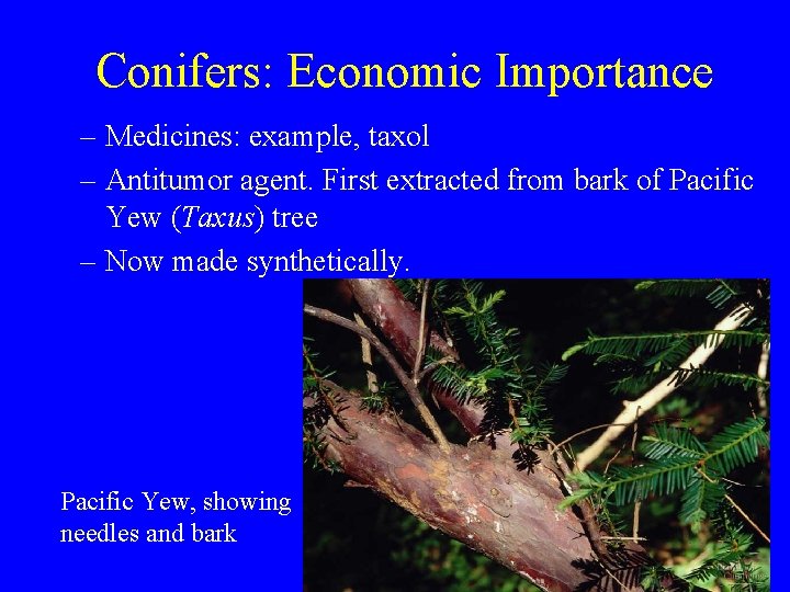 Conifers: Economic Importance – Medicines: example, taxol – Antitumor agent. First extracted from bark