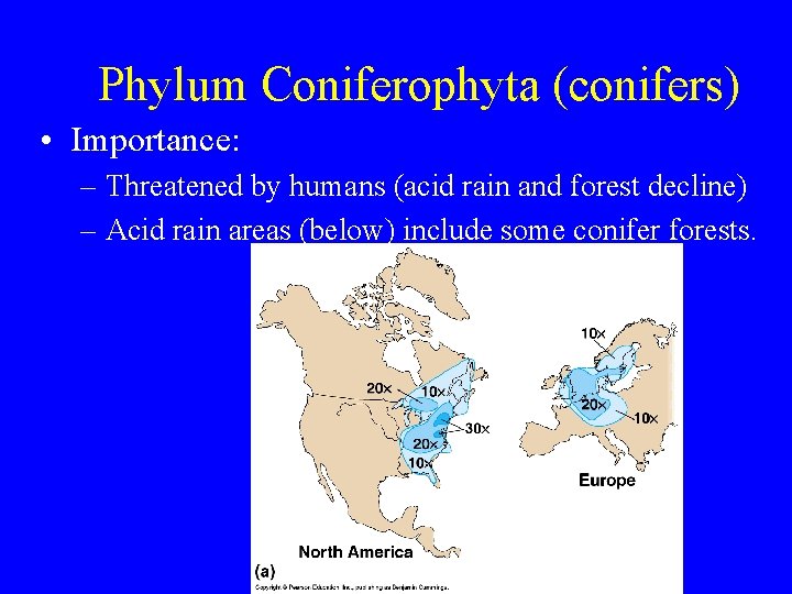 Phylum Coniferophyta (conifers) • Importance: – Threatened by humans (acid rain and forest decline)