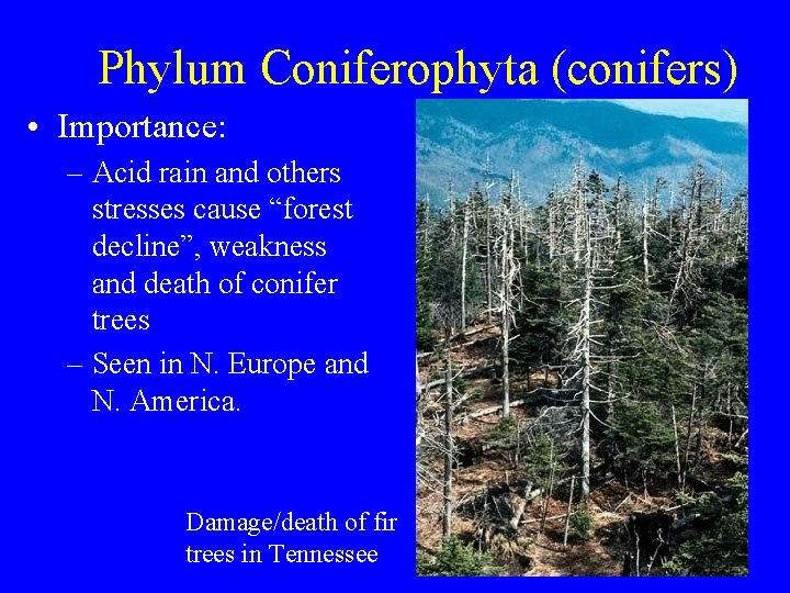 Phylum Coniferophyta (conifers) • Importance: – Acid rain and others stresses cause “forest decline”,