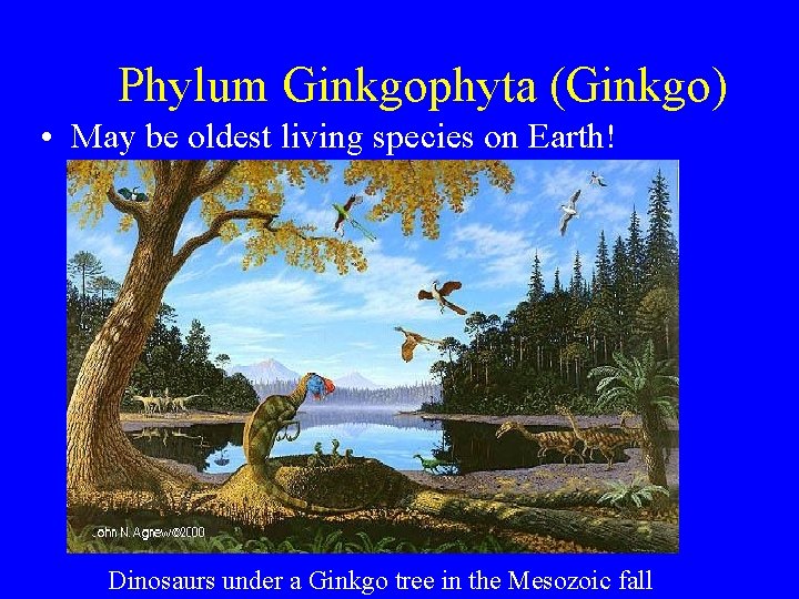 Phylum Ginkgophyta (Ginkgo) • May be oldest living species on Earth! Dinosaurs under a