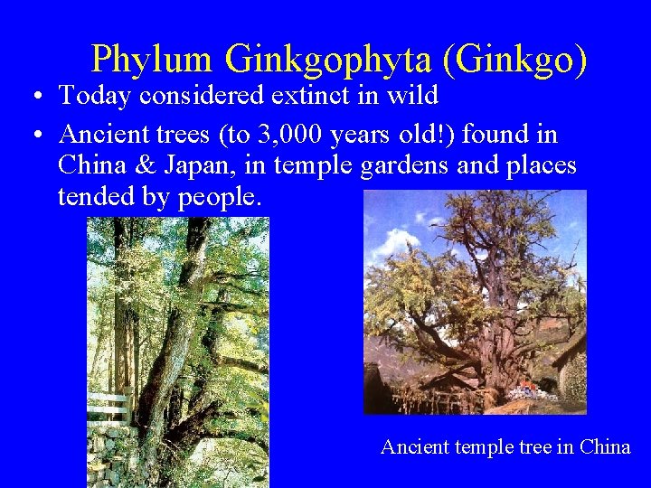 Phylum Ginkgophyta (Ginkgo) • Today considered extinct in wild • Ancient trees (to 3,