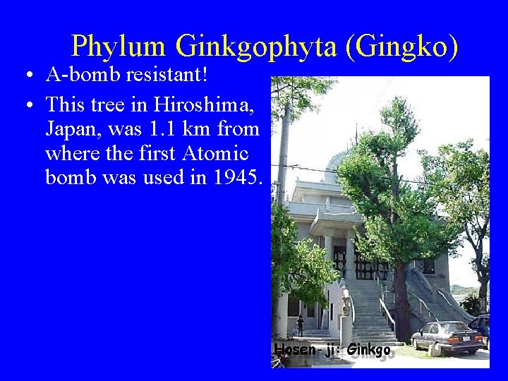 Phylum Ginkgophyta (Gingko) • A-bomb resistant! • This tree in Hiroshima, Japan, was 1.
