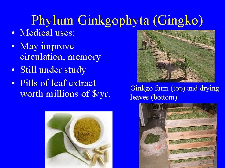 Phylum Ginkgophyta (Gingko) • Medical uses: • May improve circulation, memory • Still under