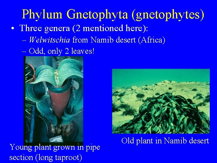 Phylum Gnetophyta (gnetophytes) • Three genera (2 mentioned here): – Welwitschia from Namib desert