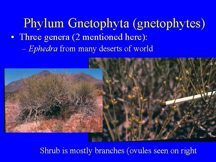 Phylum Gnetophyta (gnetophytes) • Three genera (2 mentioned here): – Ephedra from many deserts