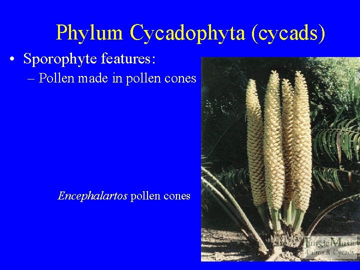 Phylum Cycadophyta (cycads) • Sporophyte features: – Pollen made in pollen cones Encephalartos pollen