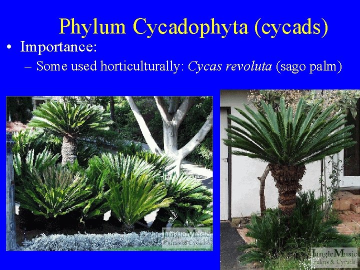 Phylum Cycadophyta (cycads) • Importance: – Some used horticulturally: Cycas revoluta (sago palm) 