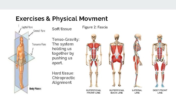 Exercises & Physical Movment Soft tissue Tenso-Gravity: The system holding us together by pushing