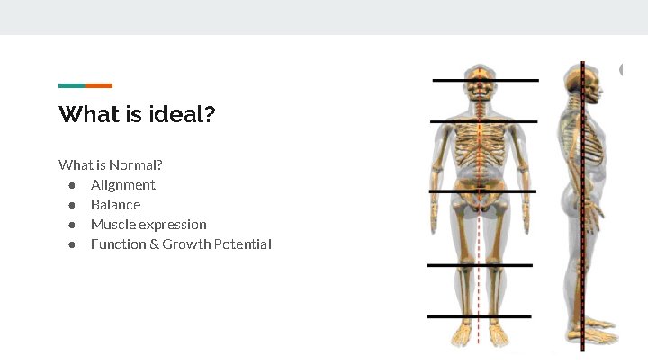 What is ideal? What is Normal? ● Alignment ● Balance ● Muscle expression ●