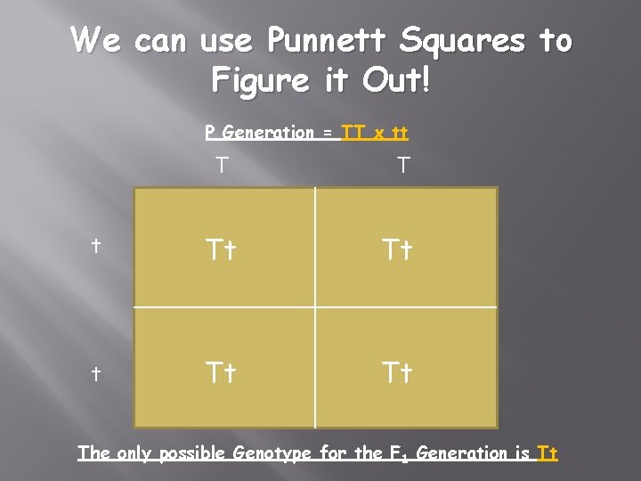 We can use Punnett Squares to Figure it Out! P Generation = TT x