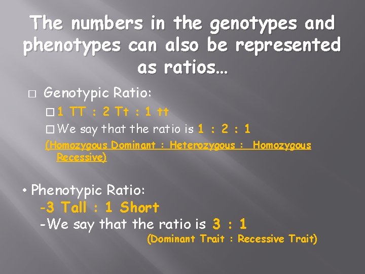 The numbers in the genotypes and phenotypes can also be represented as ratios… �