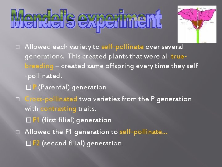 � � � Allowed each variety to self-pollinate over several generations. This created plants