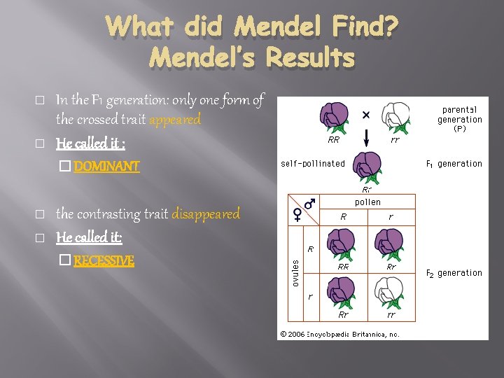 What did Mendel Find? Mendel’s Results � � In the F 1 generation: only