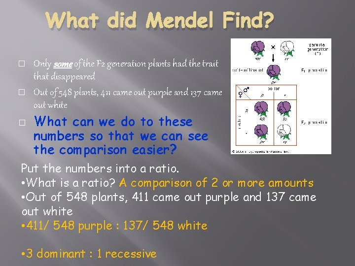 What did Mendel Find? � � � Only some of the F 2 generation