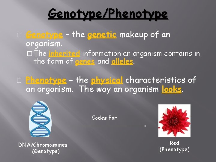 Genotype/Phenotype � Genotype – the genetic makeup of an organism. � The inherited information