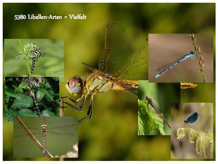 5380 Libellen-Arten = Vielfalt GZD 2012 