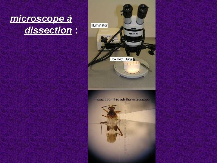 microscope à dissection : 