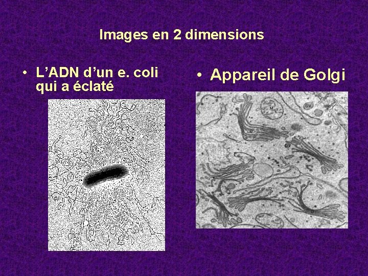 Images en 2 dimensions • L’ADN d’un e. coli qui a éclaté • Appareil