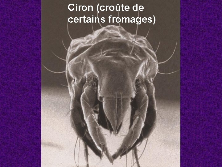 Ciron (croûte de certains fromages) 