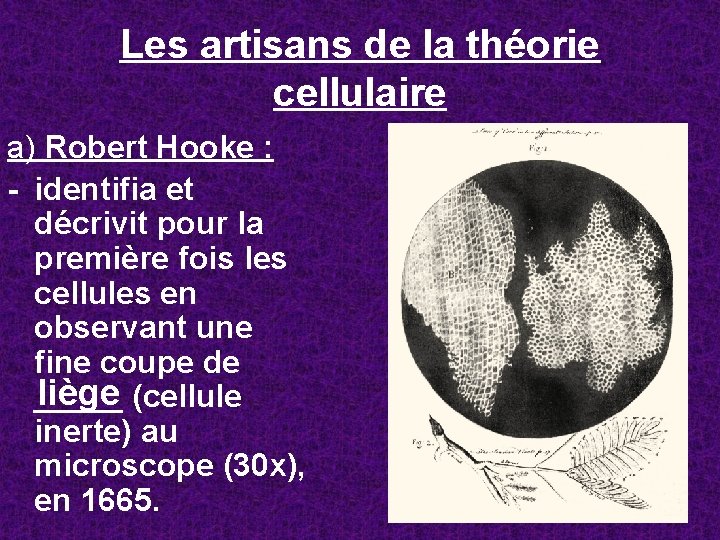 Les artisans de la théorie cellulaire a) Robert Hooke : - identifia et décrivit