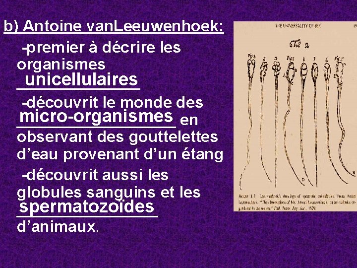 b) Antoine van. Leeuwenhoek: -premier à décrire les organismes unicellulaires _______ -découvrit le monde