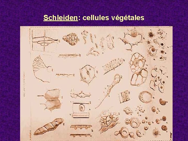 Schleiden: cellules végétales 