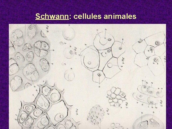 Schwann: cellules animales 