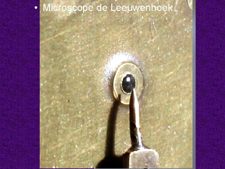  • Microscope de Leeuwenhoek 