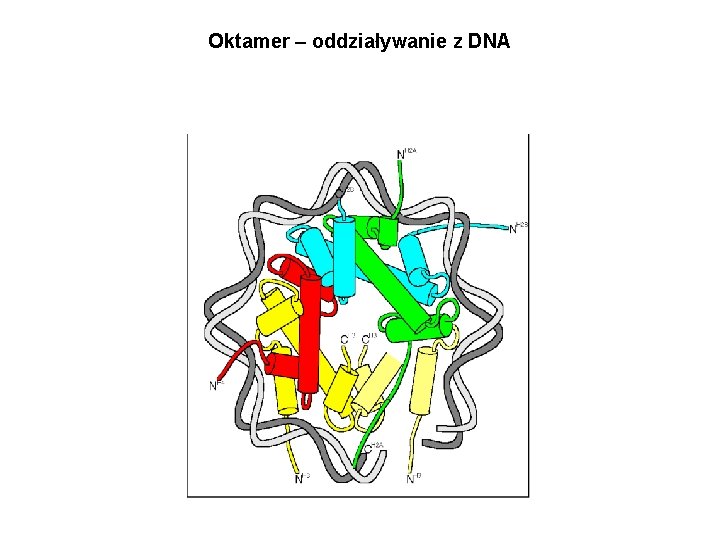 Oktamer – oddziaływanie z DNA 