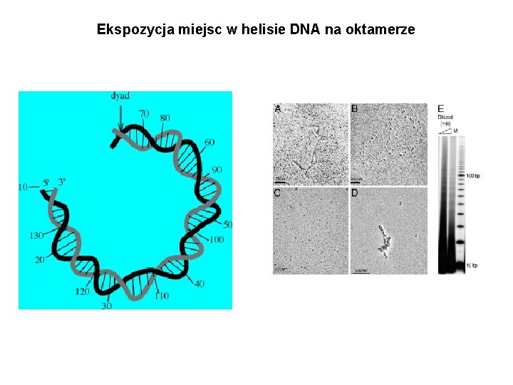 Ekspozycja miejsc w helisie DNA na oktamerze 