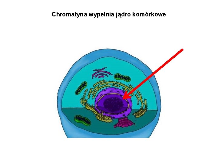 Chromatyna wypełnia jądro komórkowe 