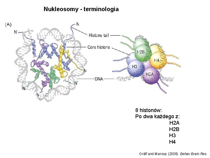 Nukleosomy - terminologia 8 histonów: Po dwa każdego z: H 2 A H 2