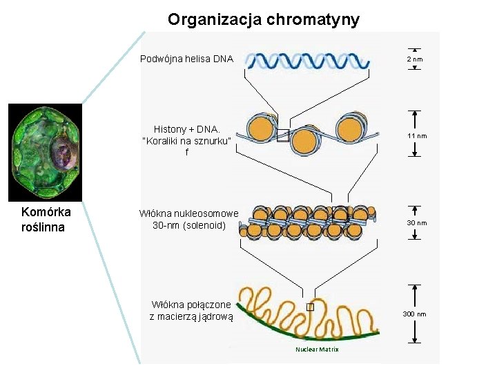 Organizacja chromatyny Podwójna helisa DNA 2 nm Histony + DNA. “Koraliki na sznurku” f