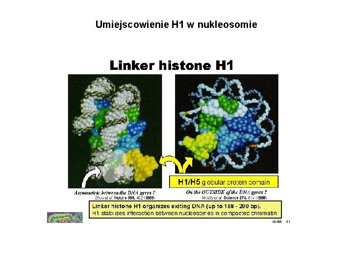 Umiejscowienie H 1 w nukleosomie 