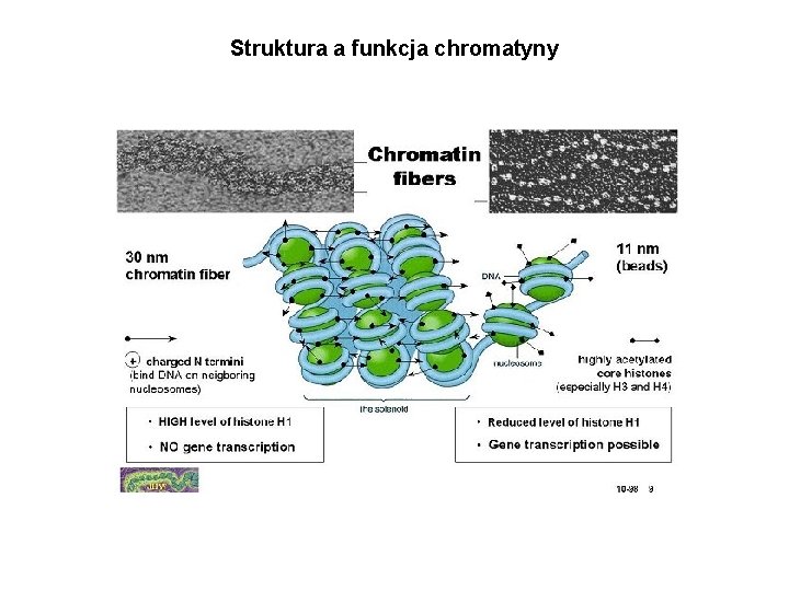 Struktura a funkcja chromatyny 