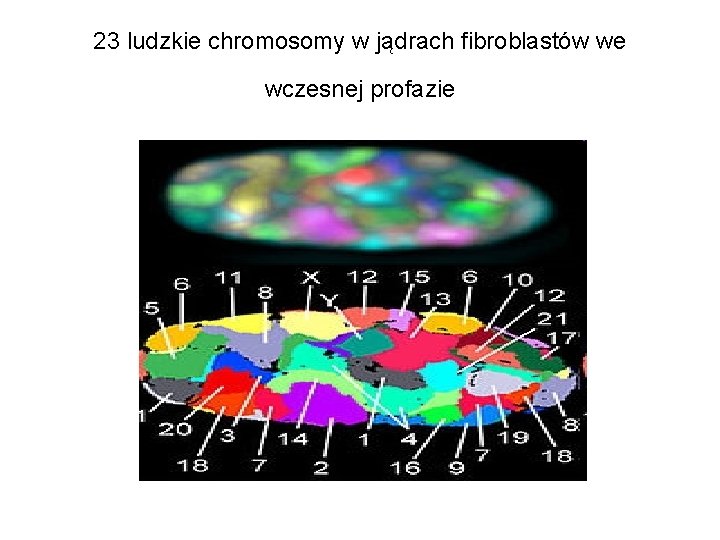 23 ludzkie chromosomy w jądrach fibroblastów we wczesnej profazie 