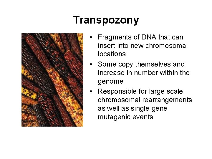 Transpozony • Fragments of DNA that can insert into new chromosomal locations • Some