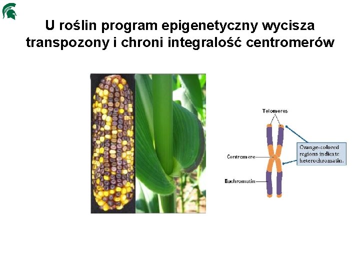 U roślin program epigenetyczny wycisza transpozony i chroni integralość centromerów 