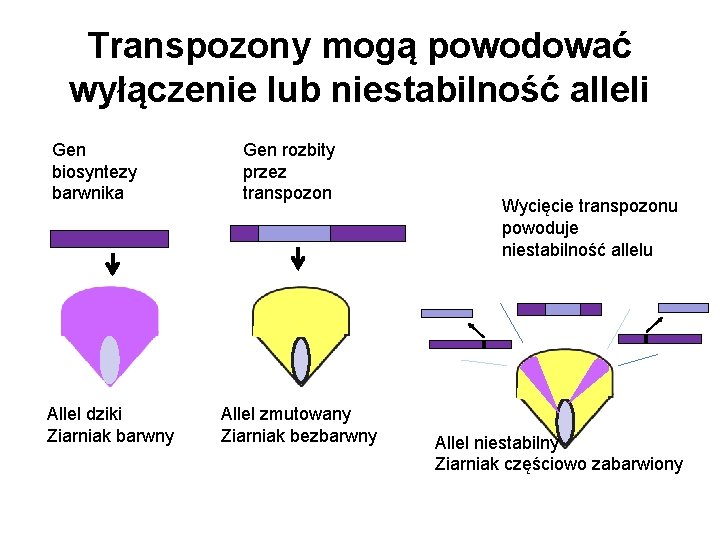 Transpozony mogą powodować wyłączenie lub niestabilność alleli Gen biosyntezy barwnika Allel dziki Ziarniak barwny