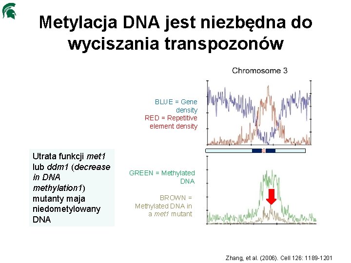 Metylacja DNA jest niezbędna do wyciszania transpozonów BLUE = Gene density RED = Repetitive